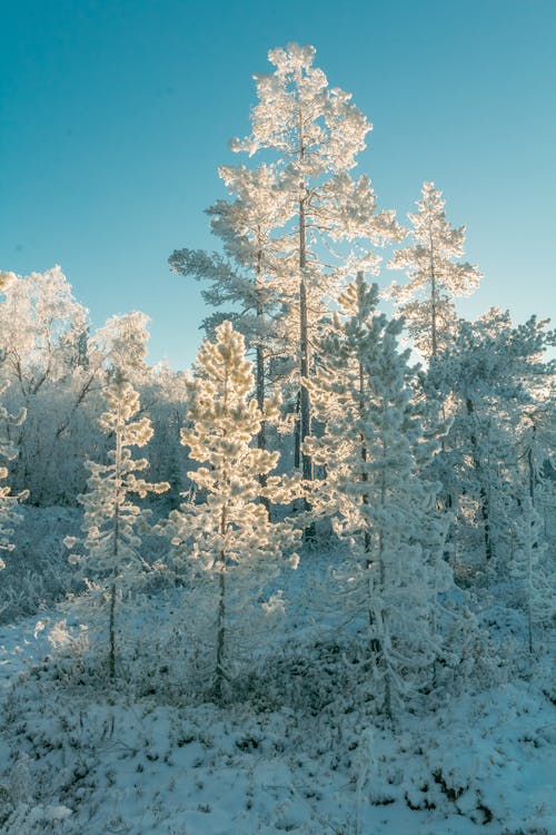 Free stock photo of cold, forest, freezing