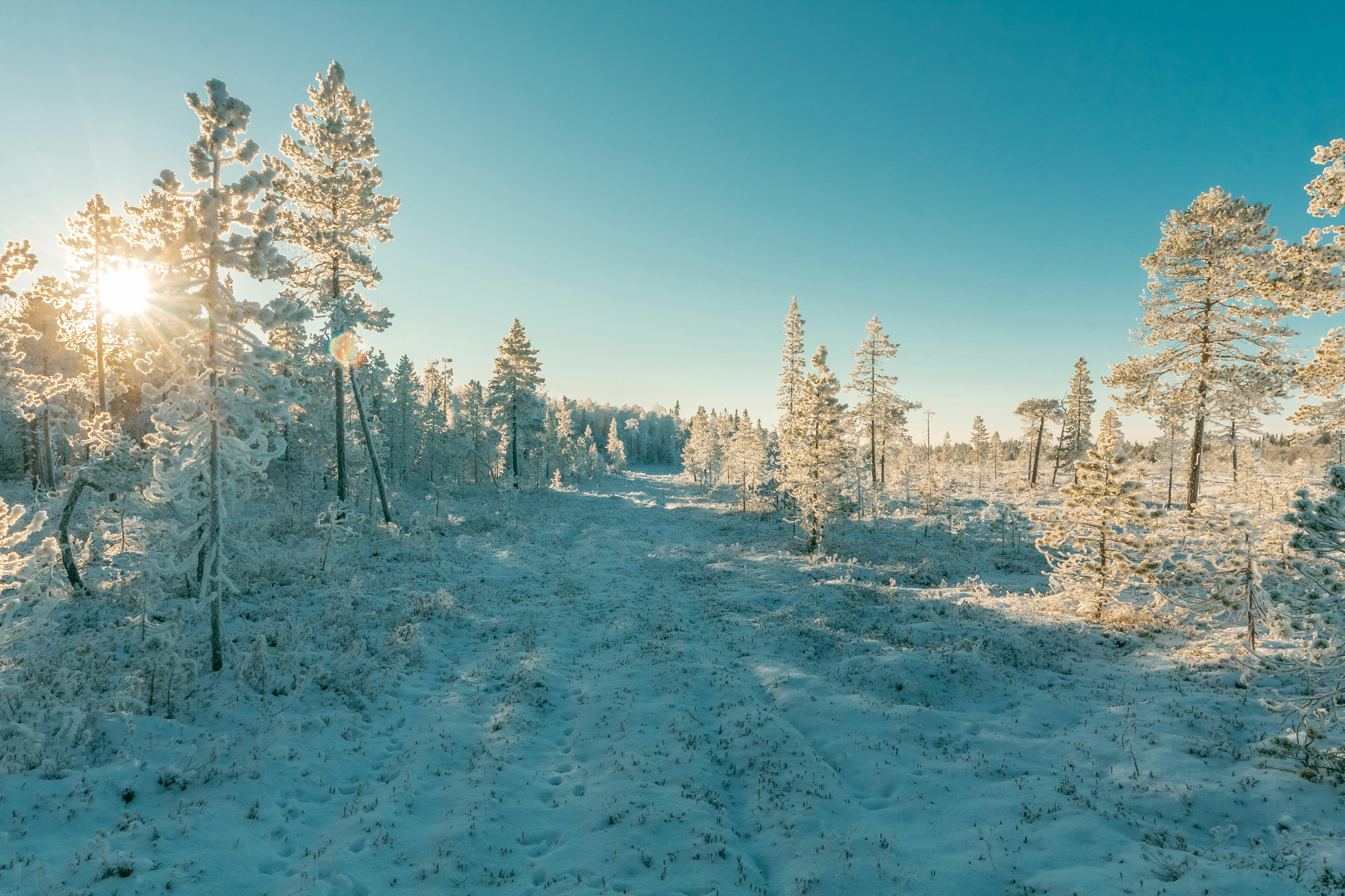Gratis lagerfoto af forkølelse, frossen, frost Lagerfoto