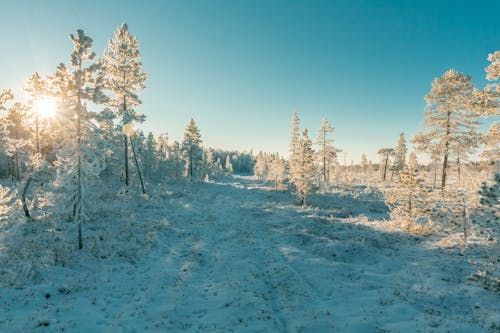 Free stock photo of cold, forest, freezing