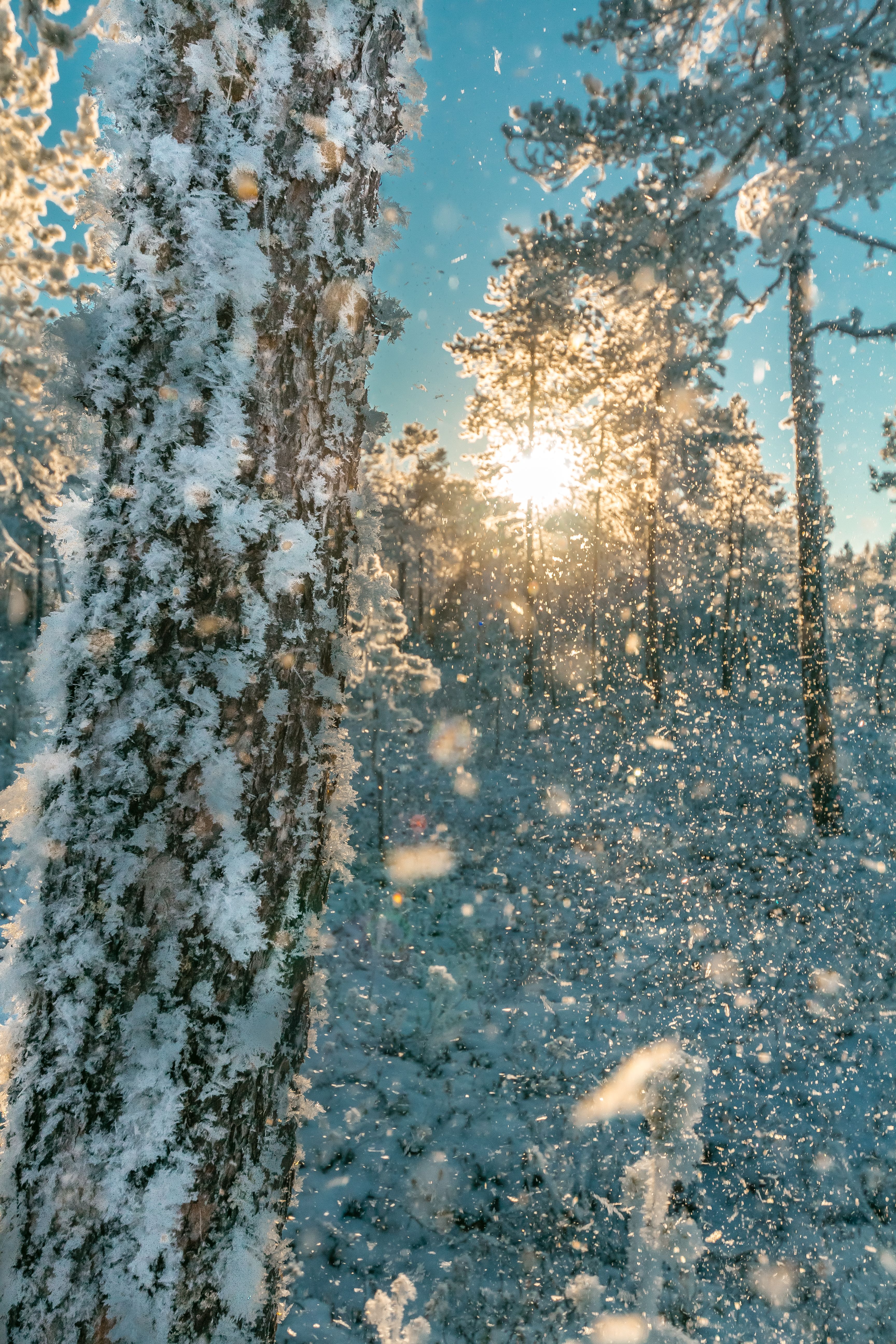 Gratis lagerfoto af forkølelse, frossen, frost Lagerfoto