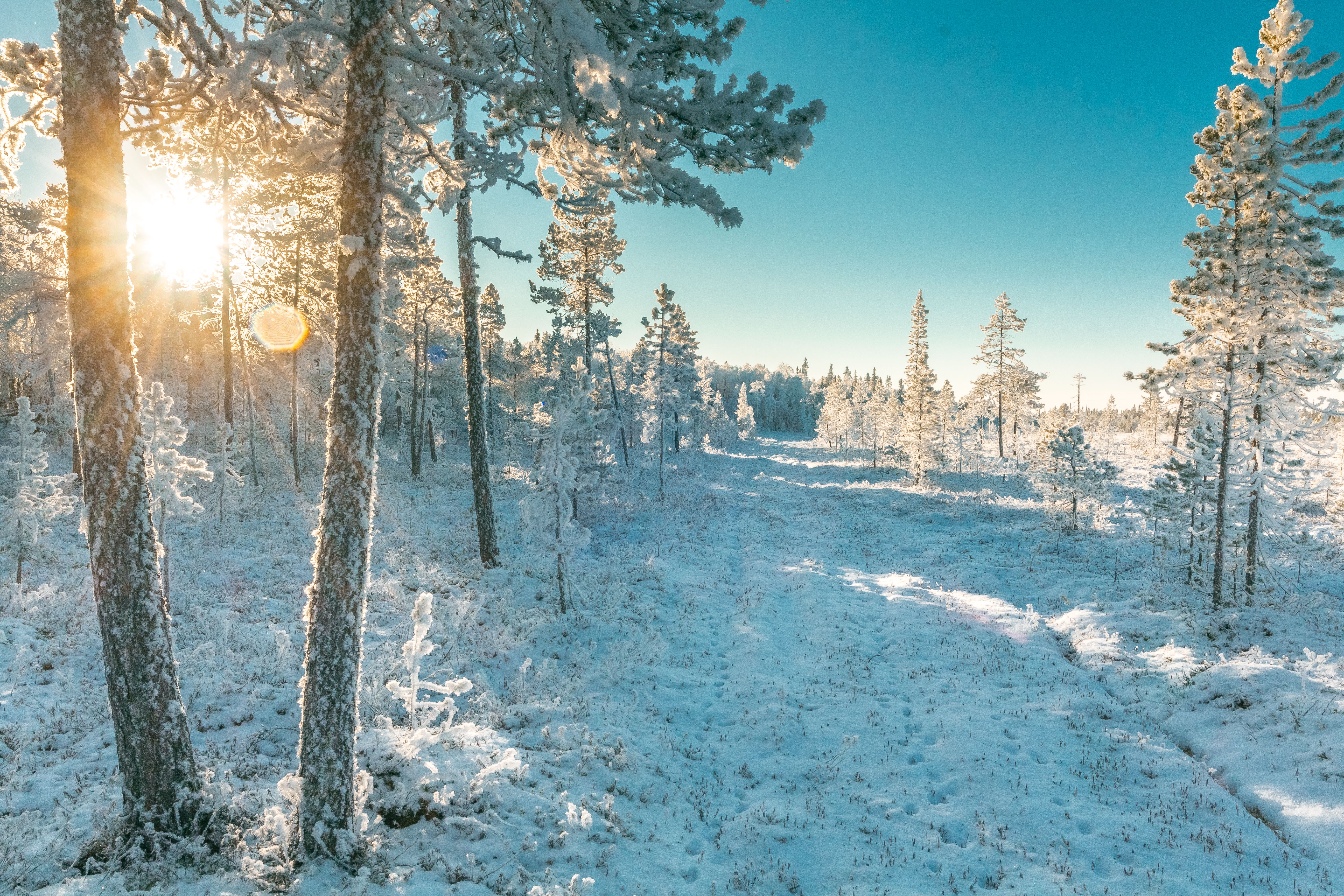 Gratis lagerfoto af forkølelse, frossen, frost Lagerfoto