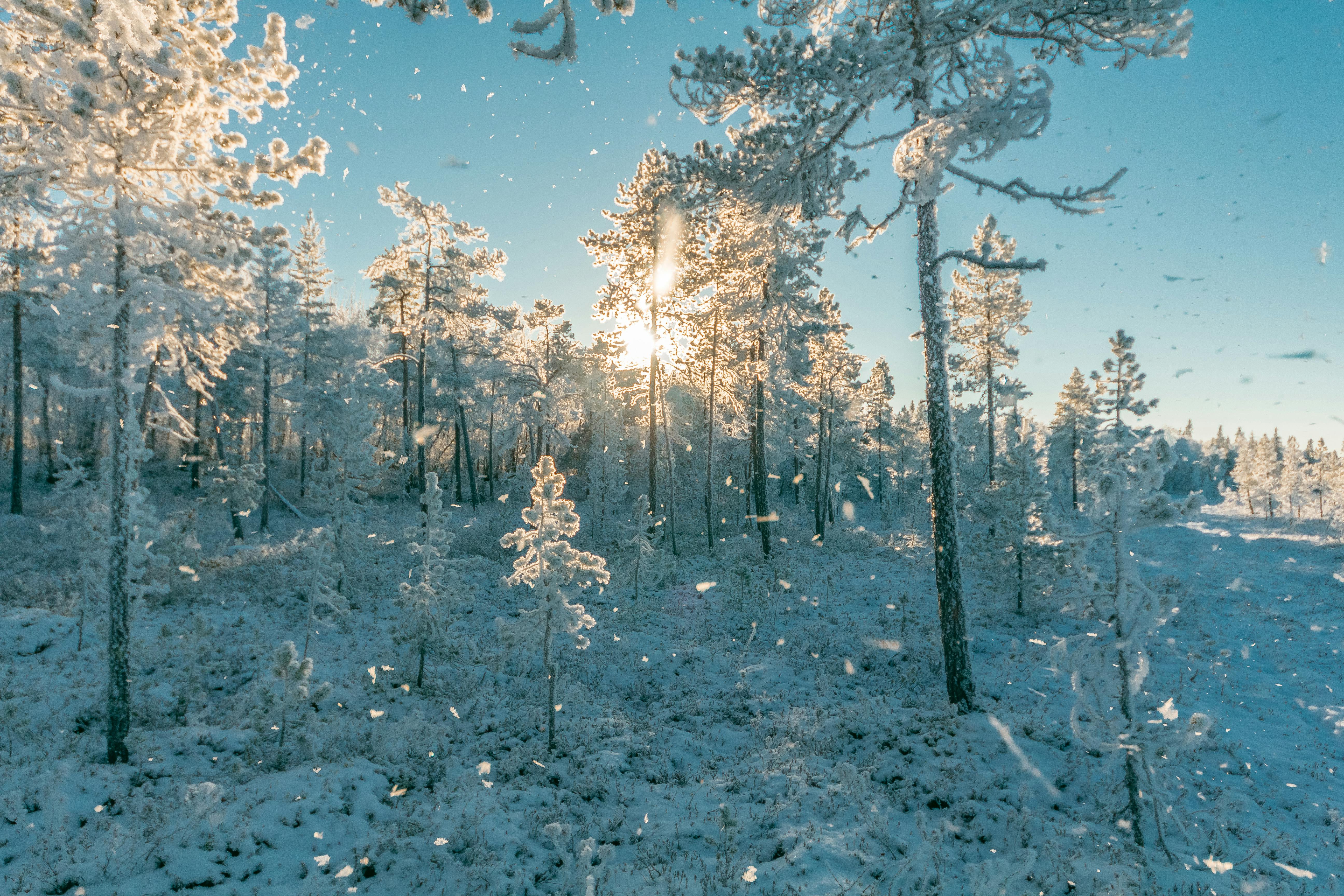 Gratis lagerfoto af forkølelse, frossen, frost Lagerfoto
