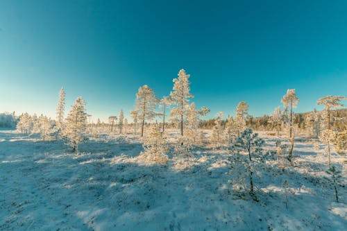 Landschaftsfotografie Des Verschneiten Waldes Unter Klarem Himmel