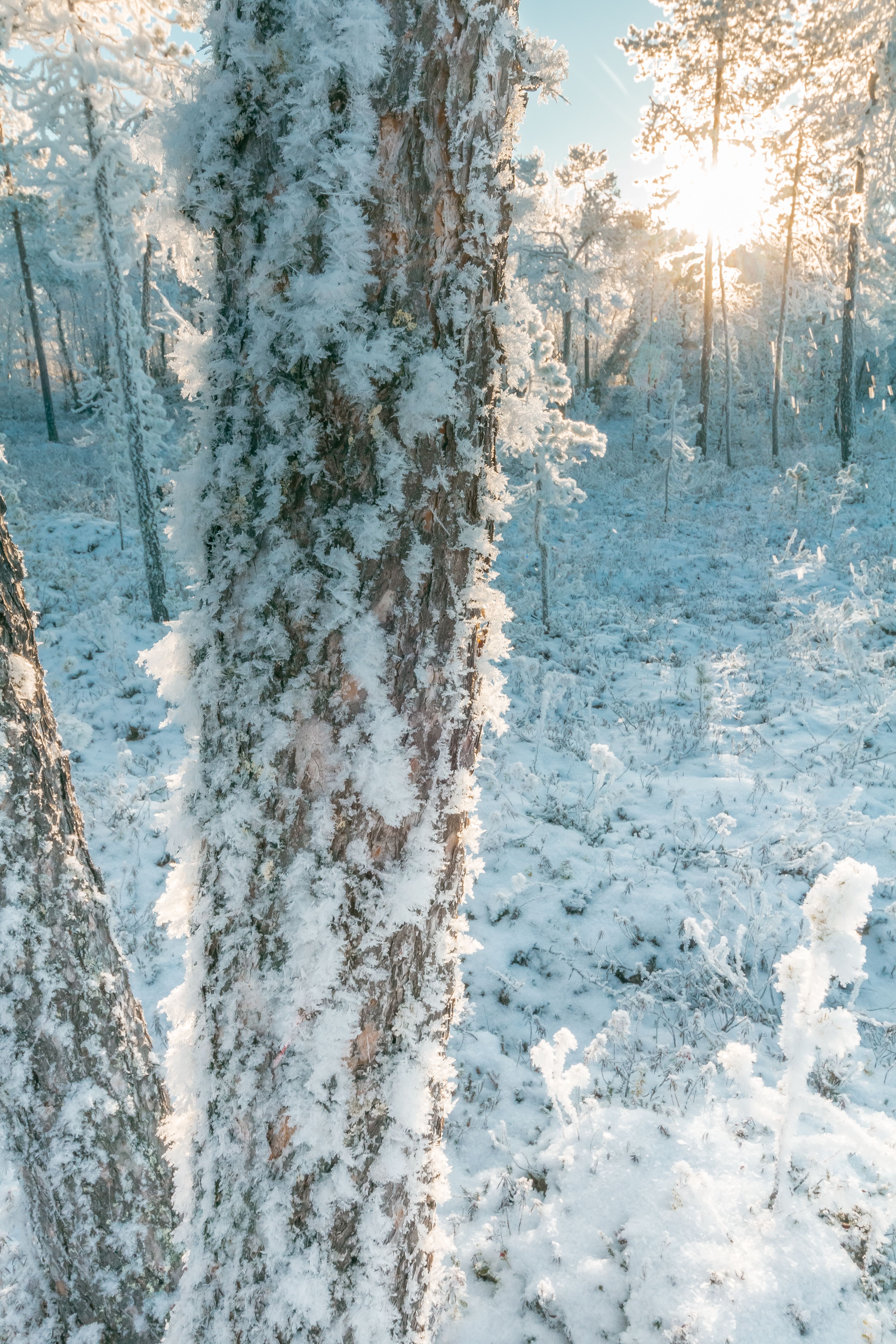 Gratis lagerfoto af forkølelse, frossen, frost Lagerfoto