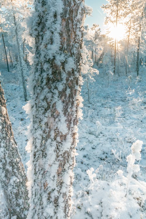 Gratis stockfoto met bevriezen, bevroren, bomen