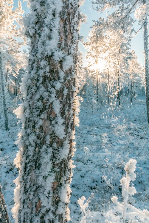 Gratis stockfoto met bevriezen, bevroren, bomen