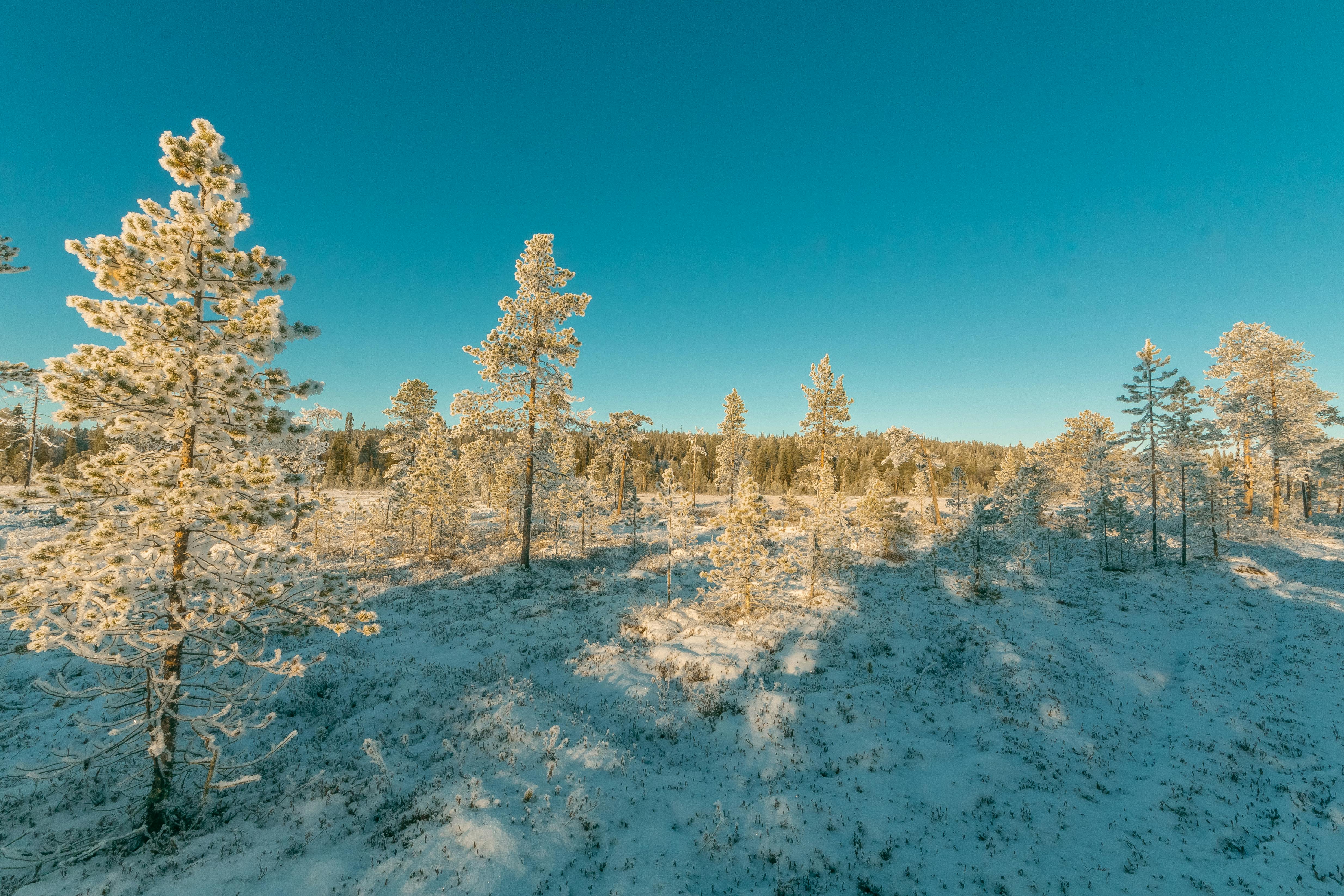 Gratis lagerfoto af forkølelse, frossen, frost Lagerfoto
