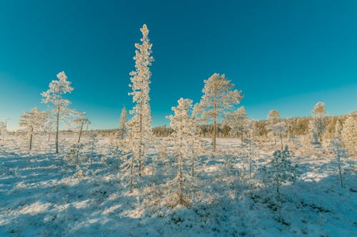 Gratis stockfoto met bevriezen, bevroren, bomen