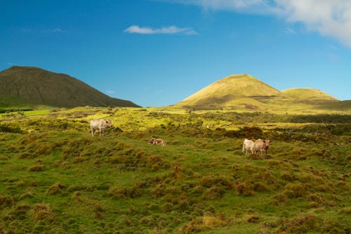 Cattles on Field Overlooking Mountains Under Blue Skt