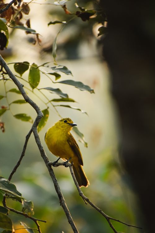 Free A vibrant yellow bird perched on a branch, surrounded by lush foliage, creating a tranquil nature scene. Stock Photo