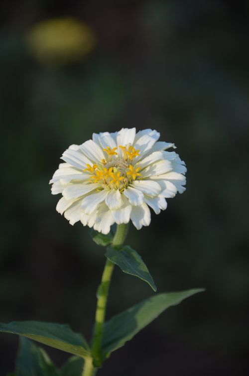 Free Capture of a single white zinnia flower with yellow center, showcasing natural beauty. Stock Photo