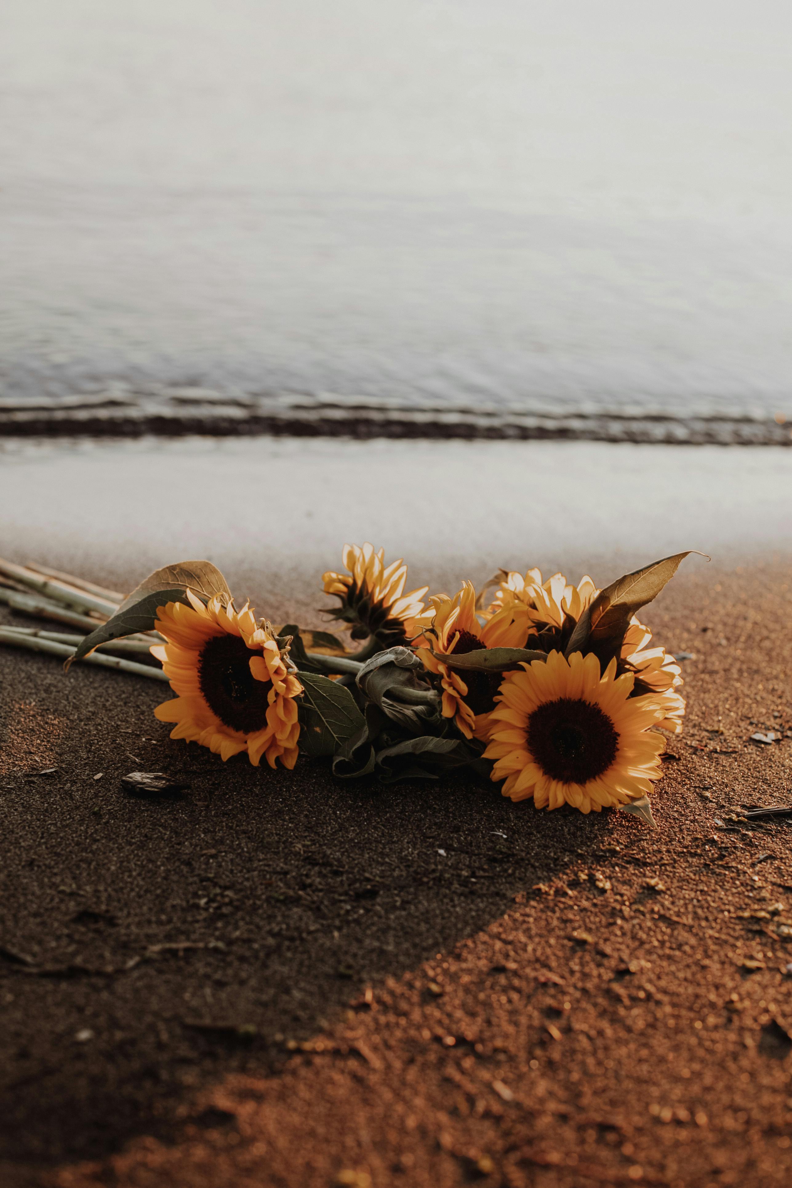 A serene scene of sunflowers resting on a sandy beach, captured at sunrise.