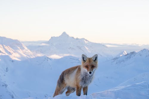 A Red Fox on a Mountain