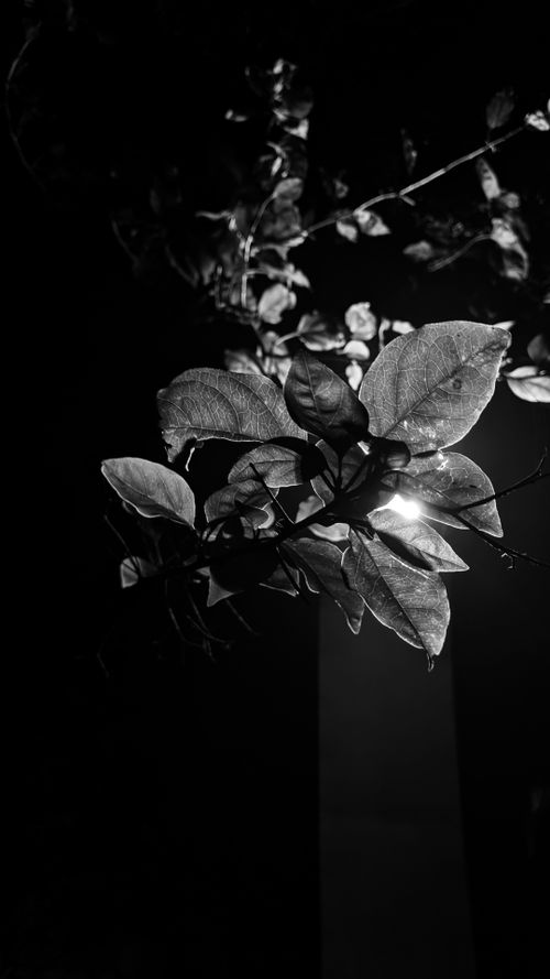 Free stock photo of black and white, leaves, light Stock Photo