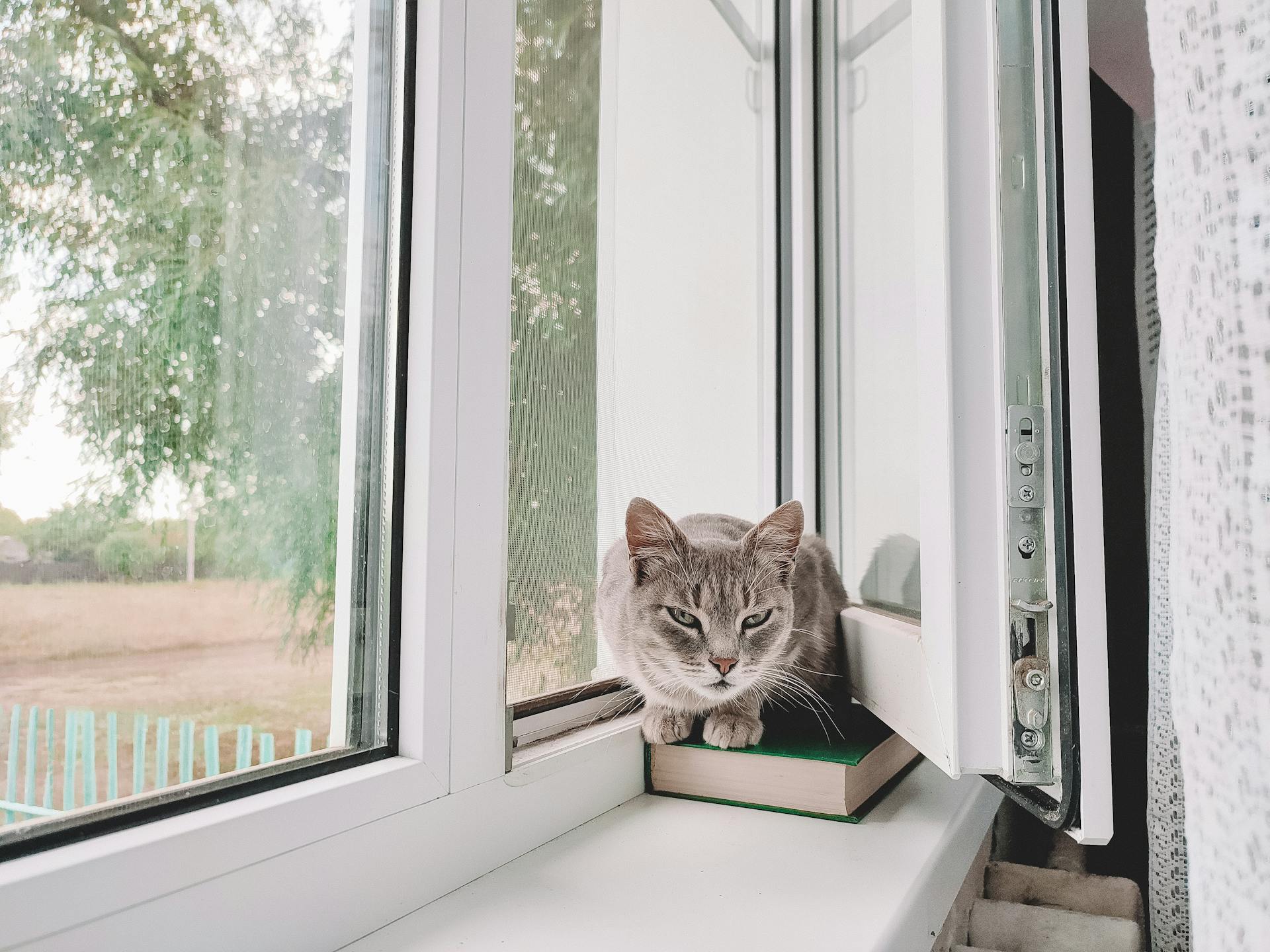 A cozy tabby cat lounging on a windowsill beside an open book, next to an open window.