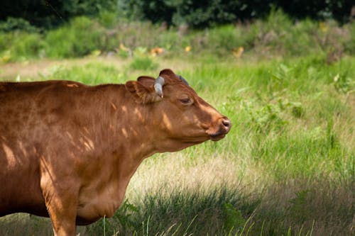 Selective Focus Photo of a Brown Cow with Horns