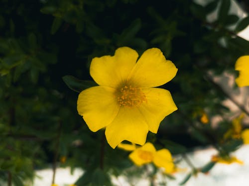Free stock photo of dark green, yellow flower