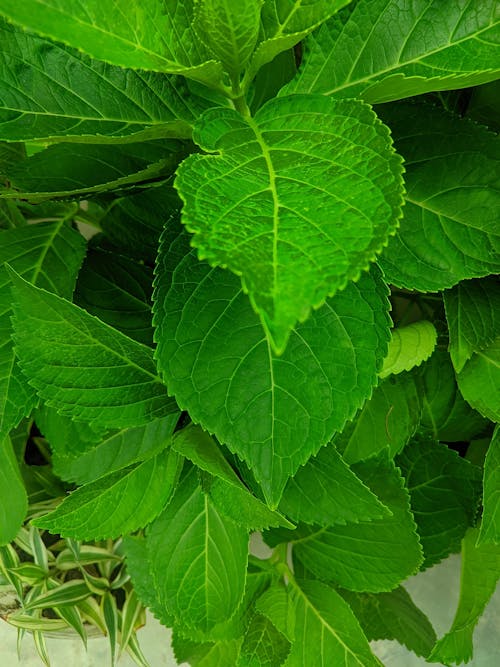 Free stock photo of dark green leaves, green green heart, green leaf