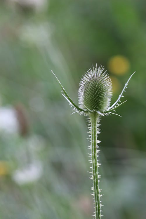 Foto profissional grátis de desfocar o fundo, fechar-se, flor