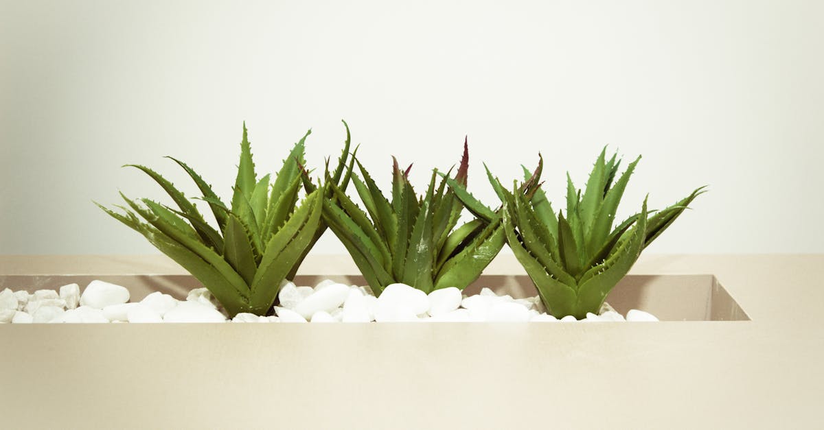 Aloe Vera