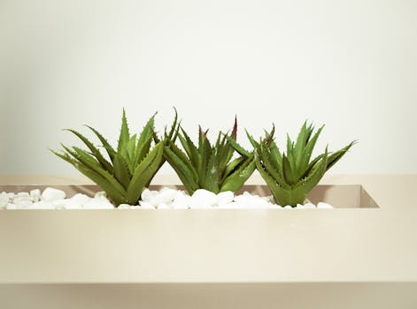 Aloe Vera, pianta da appartamento facile da curare