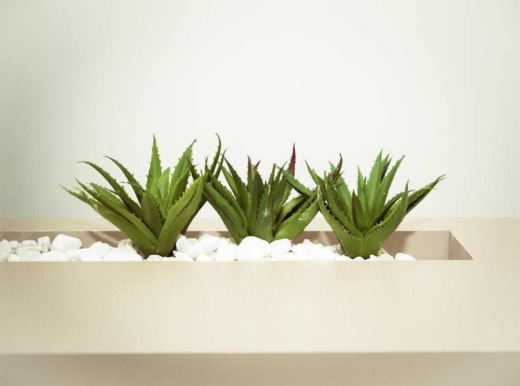 Free Three Green Aloe Vera Plants Stock Photo