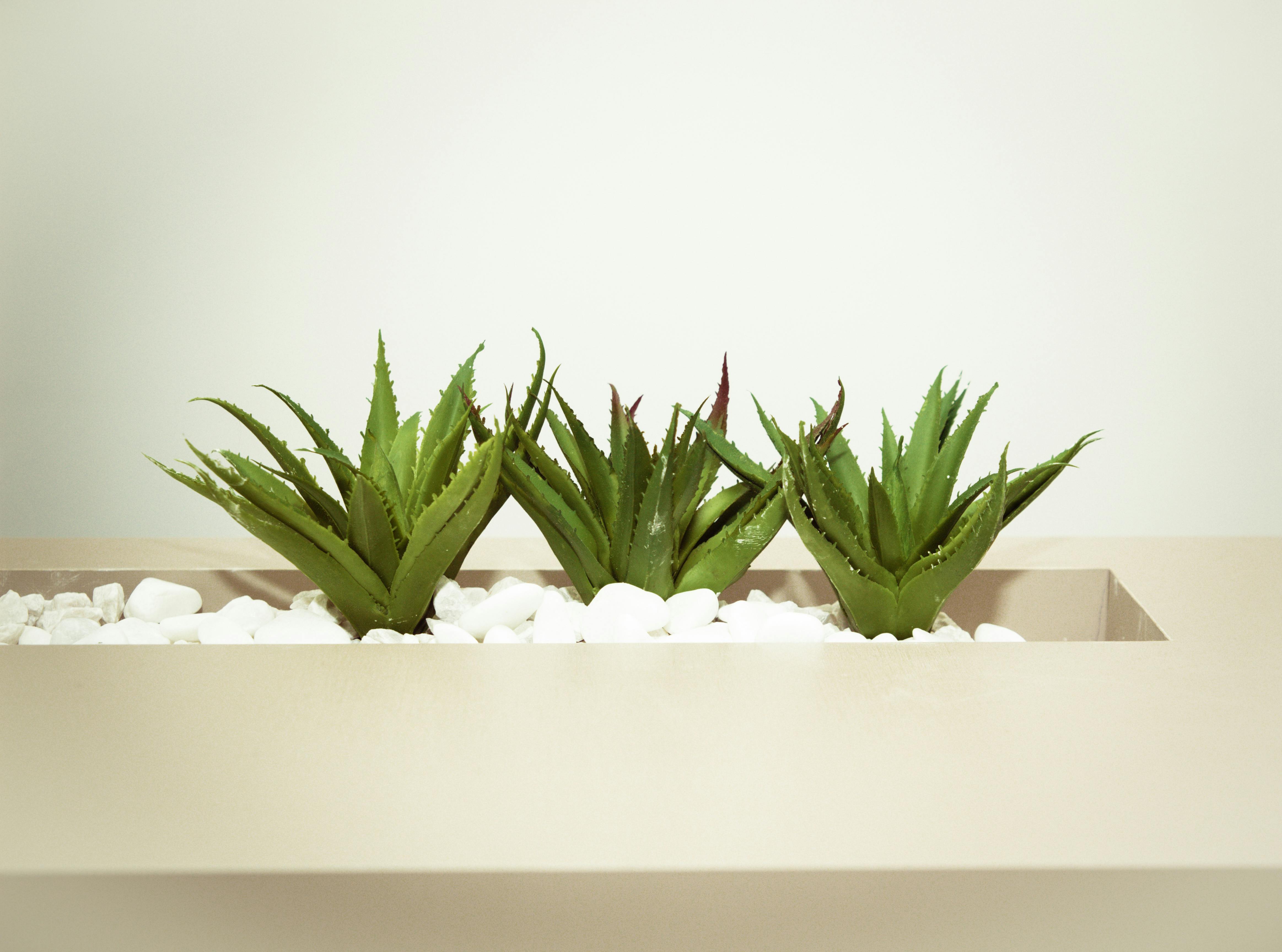 Kostenloses Foto zum Thema: aloe vera, farbe, felsen