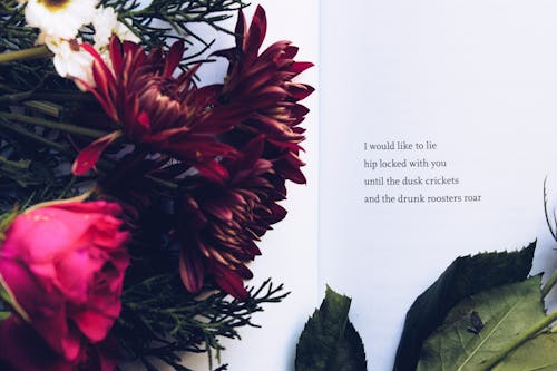免费 红色雏菊和粉红玫瑰与文本覆盖 素材图片