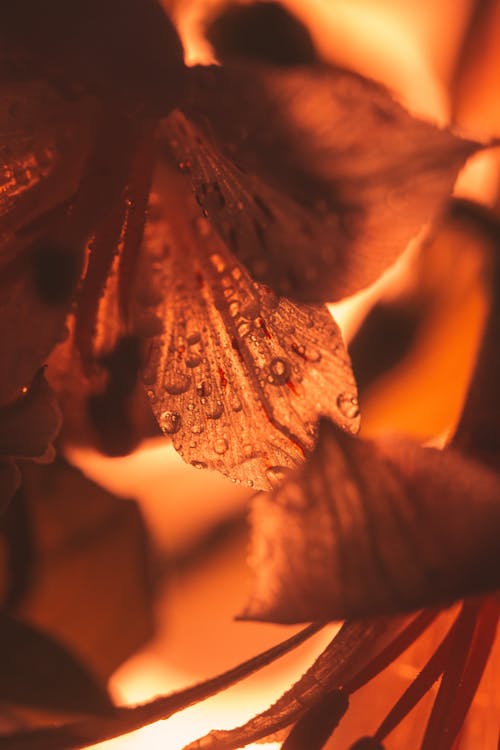 Close-Up Shot of Orange Petals