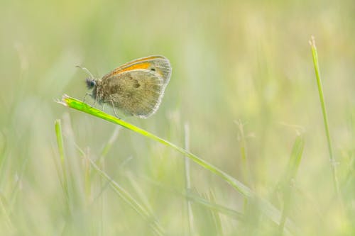 maniola jurtina, 無脊椎動物, 特写 的 免费素材图片