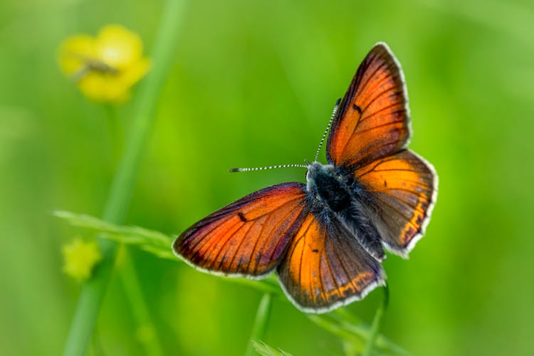 Brown Butterfly Flying Over Plants