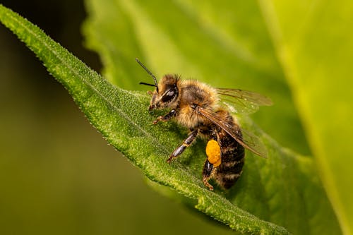A Bee on a Green Leaf 