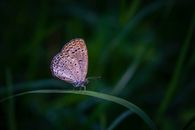 Macro Shot of a Gossamer-Winged Butterfly