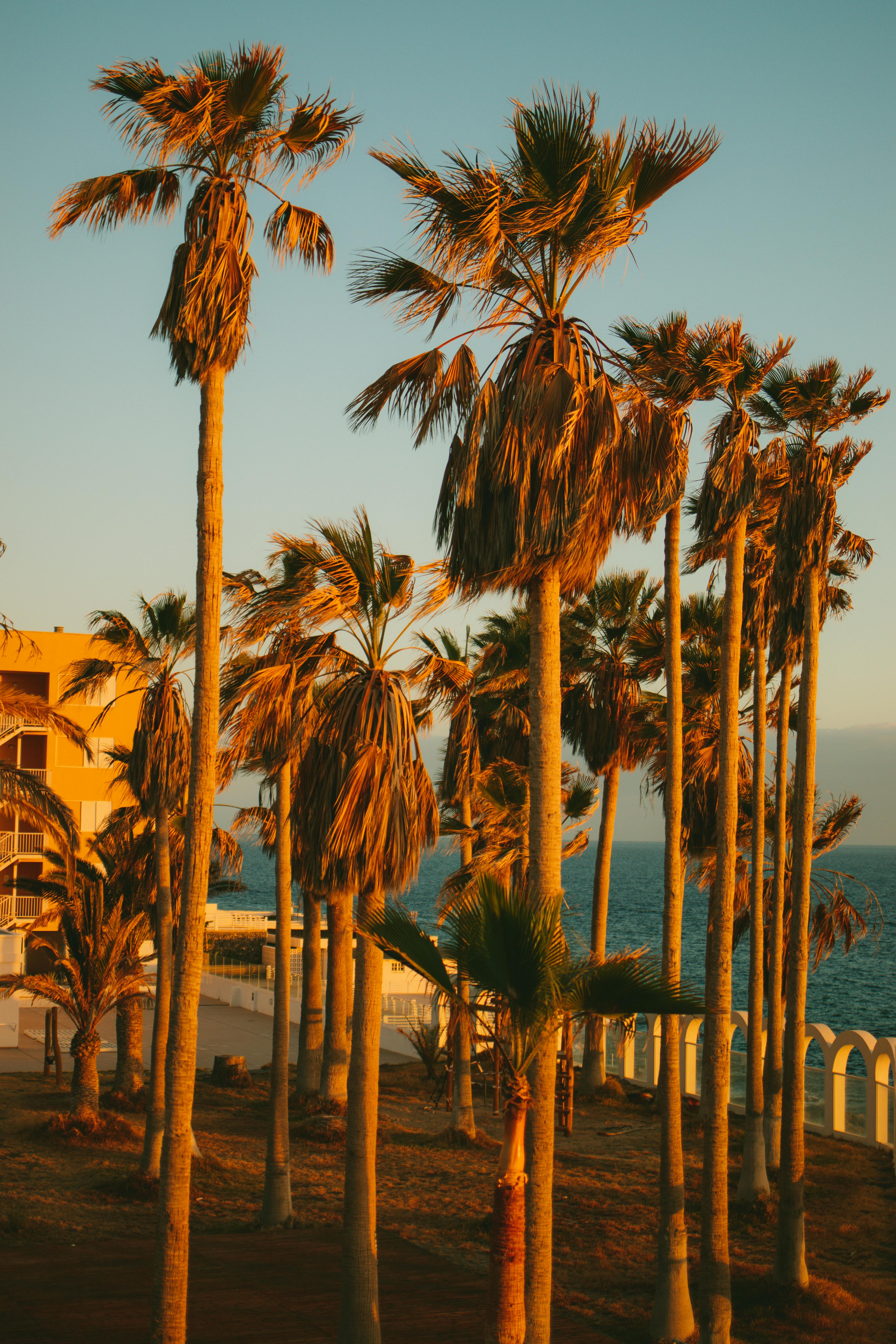 Sunset view of palm trees swaying in the ocean breeze, capturing a tropical paradise feel.