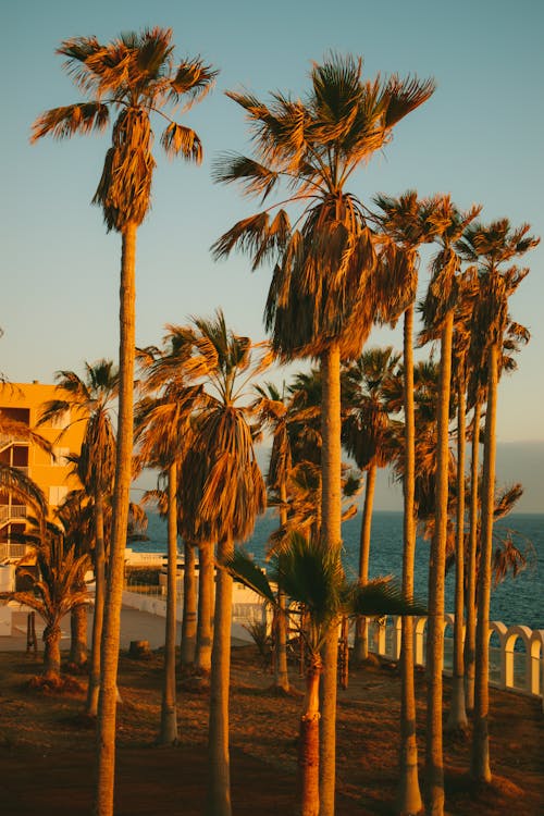 Tall Palm Trees on a Windy Day