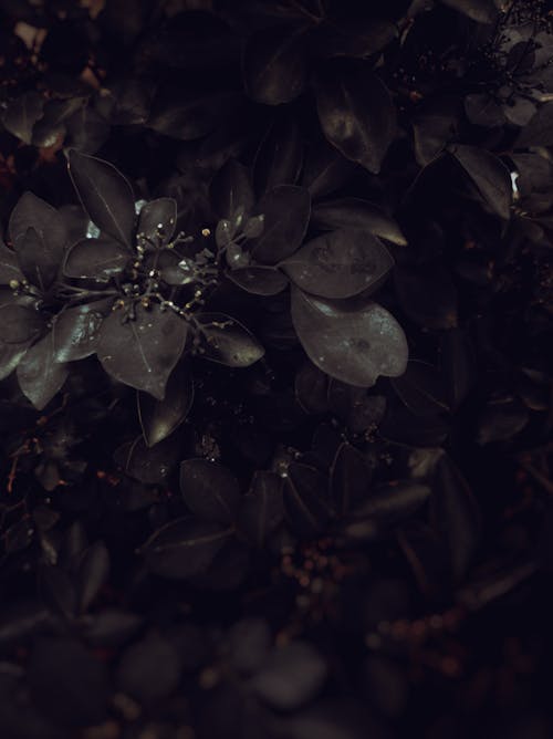 Free stock photo of cinematic leaves, close-up, dark leaves