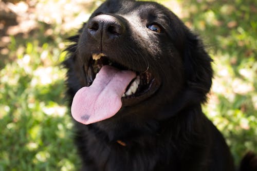 Photos gratuites de animal, chien, chien noir