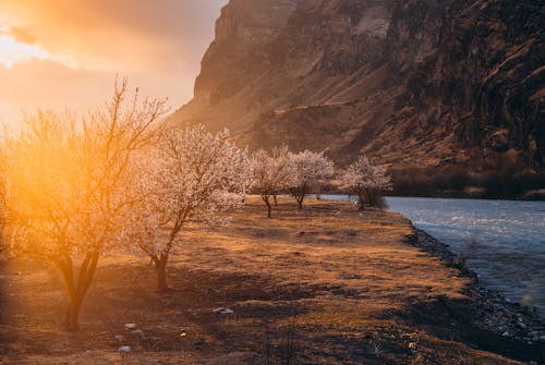 Бесплатное стоковое фото с берег реки, деревья, живописный