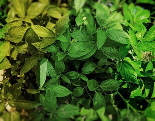 Free stock photo of dark green plants, green leaves, sunkissed leaves