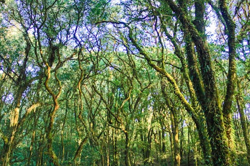 Trees With Moss