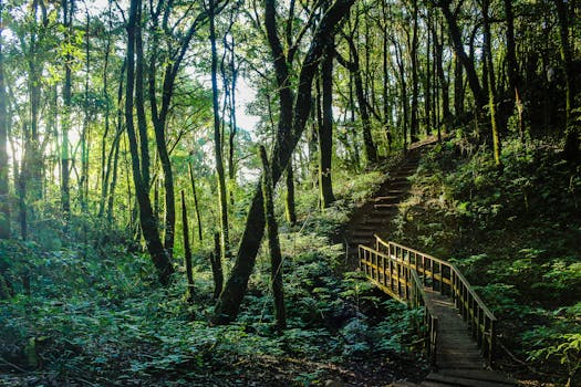 A tranquil pathway through a lush, green forest, ideal for nature enthusiasts.