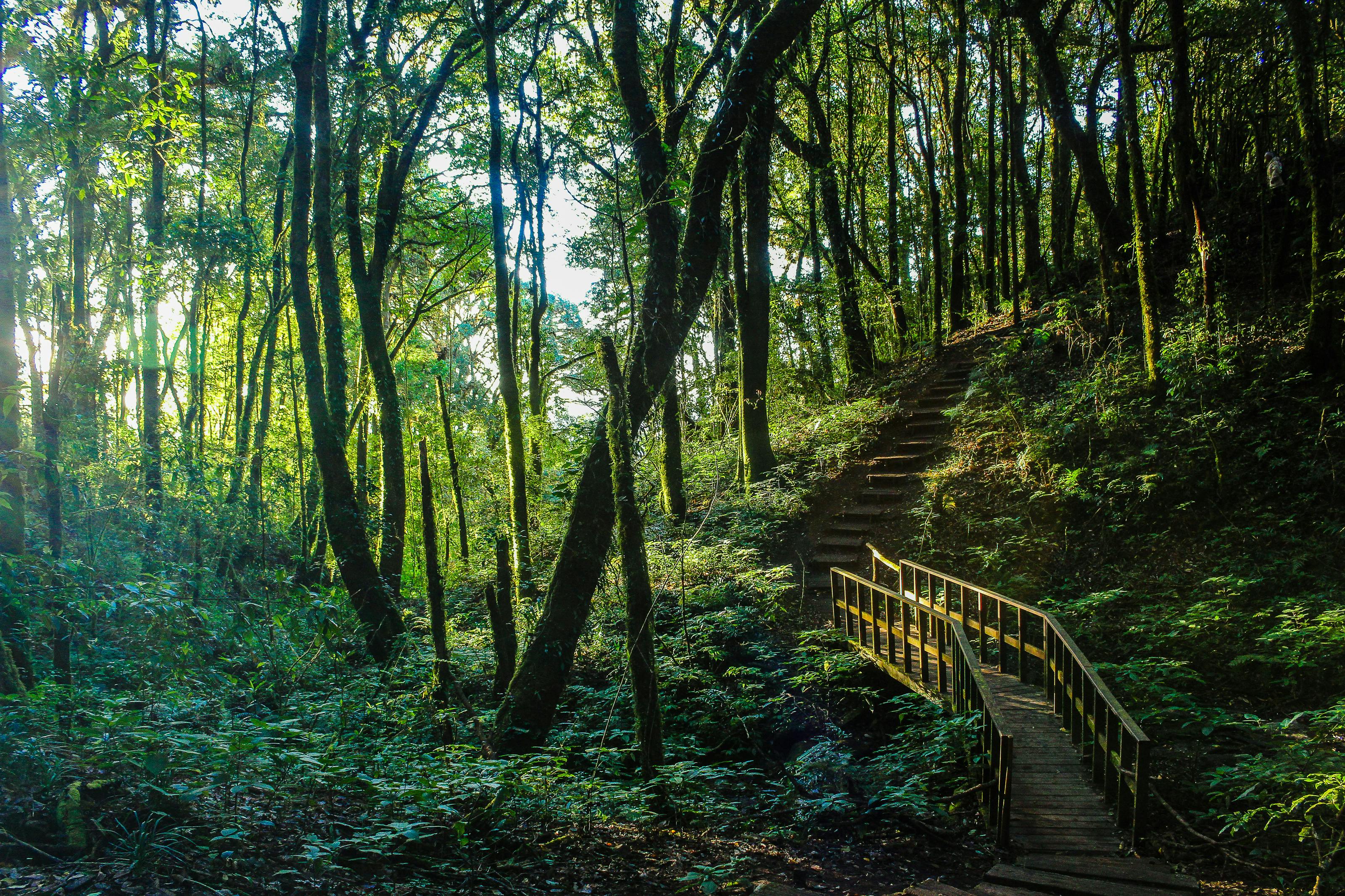 Trees on a Dark Forest · Free Stock Photo