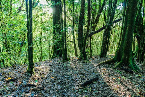 Ingyenes stockfotó dzsungel, erdő, esőerdő témában
