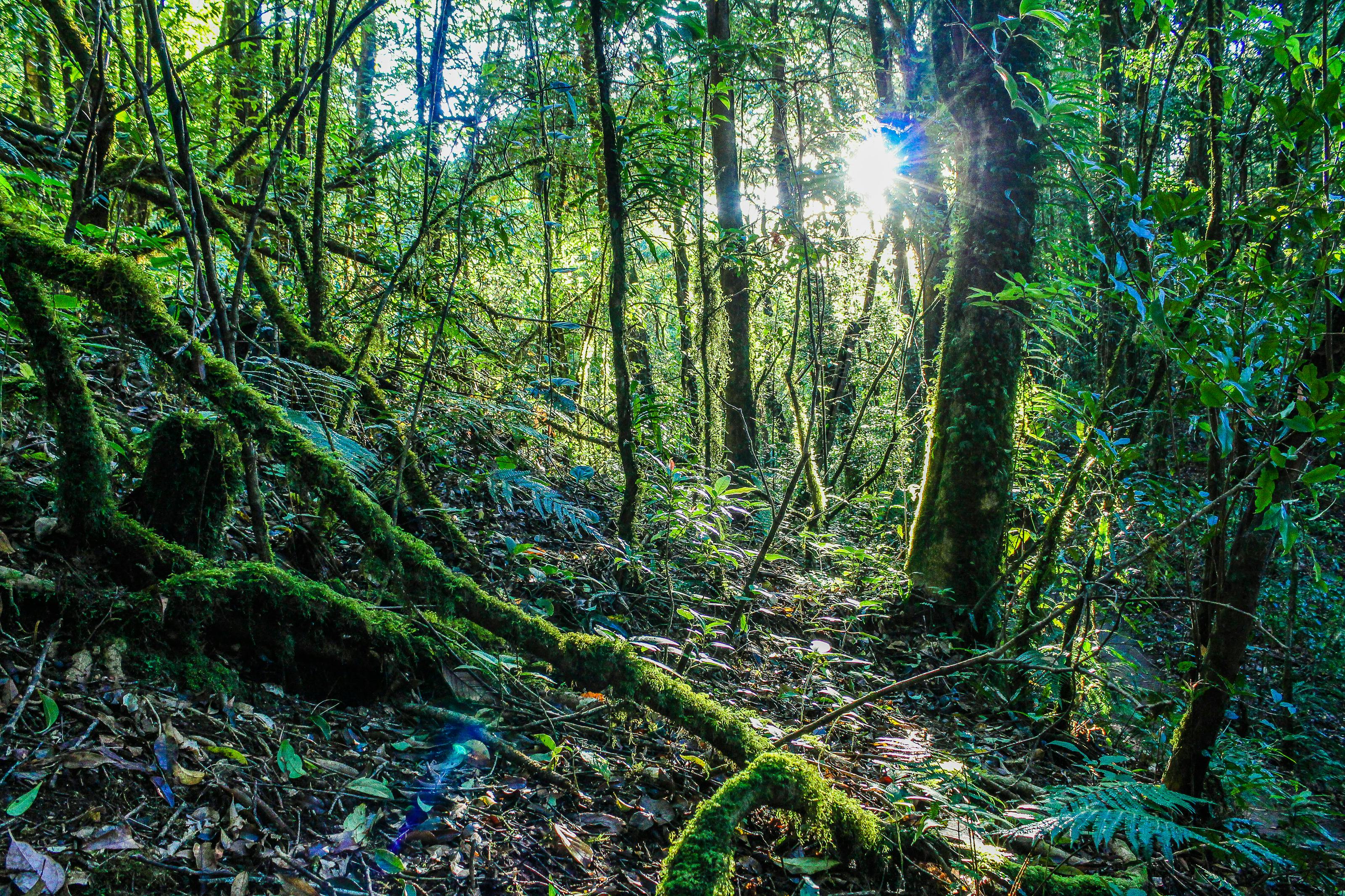 forest photographers