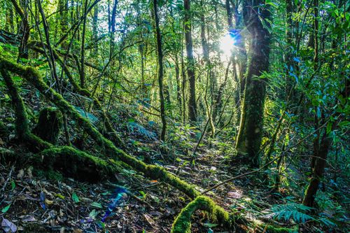 Free Dense sunlit forest with mossy trees and ferns, showcasing vibrant greenery and natural light. Stock Photo