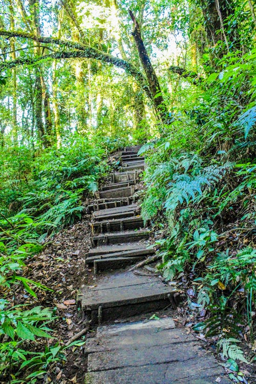 Landscape Photo of Stair in the Forest