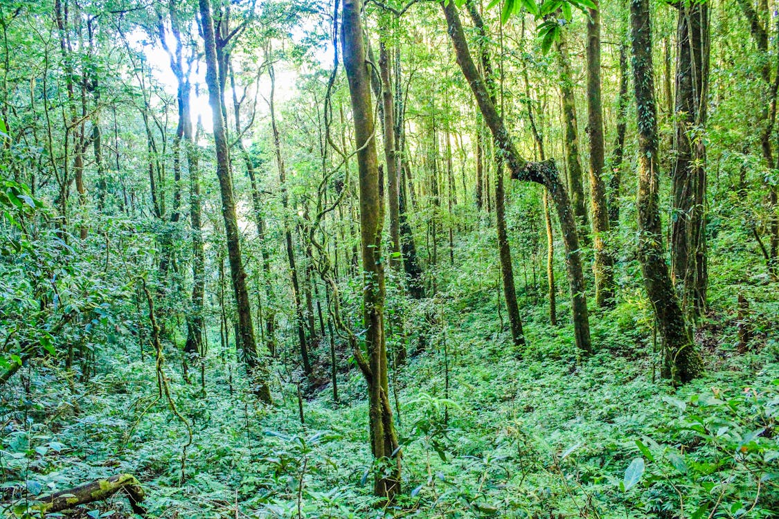 ジャングル ジャングルの壁紙 ジャングルの背景 屋外 木 森の中 森林 植物 環境 絶景 自然 雨林の無料の写真素材
