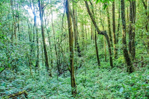 Darmowe zdjęcie z galerii z drzewa, dżungla, las