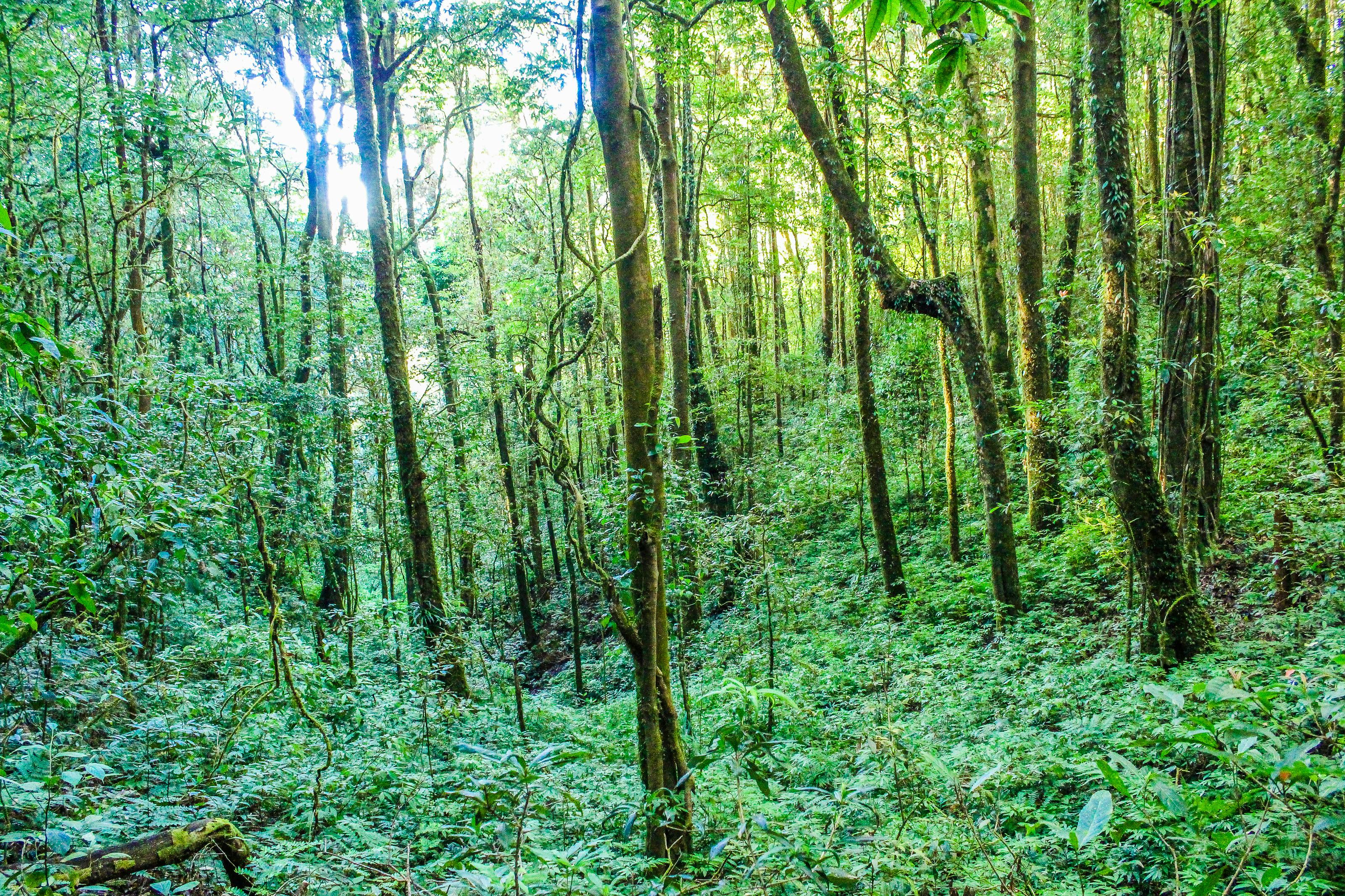 ジャングル ジャングルの壁紙 ジャングルの背景の無料の写真素材