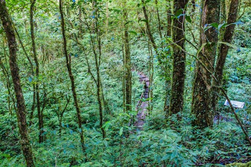 Ingyenes stockfotó dzsungel, erdő, esőerdő témában